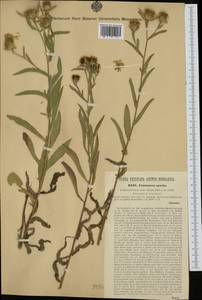 Centaurea ×spuria A. Kern., Western Europe (EUR) (Hungary)