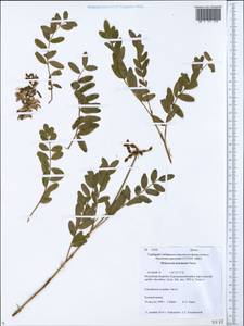 Hedysarum inundatum Turcz., Siberia, Baikal & Transbaikal region (S4) (Russia)
