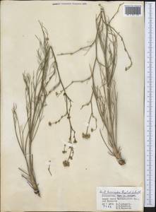 Seseli tenuisectum Regel & Schmalh., Middle Asia, Western Tian Shan & Karatau (M3) (Uzbekistan)