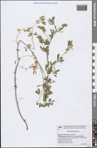 Medicago falcata L., Eastern Europe, Eastern region (E10) (Russia)