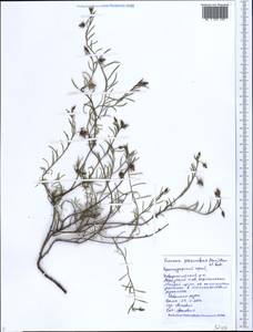 Fumana procumbens, Caucasus, Black Sea Shore (from Novorossiysk to Adler) (K3) (Russia)
