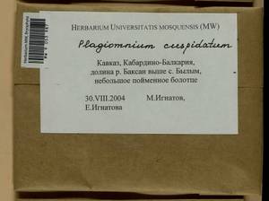 Plagiomnium cuspidatum (Hedw.) T.J. Kop., Bryophytes, Bryophytes - North Caucasus & Ciscaucasia (B12) (Russia)