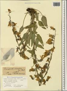 Campanula sarmatica Ker Gawl., Caucasus, North Ossetia, Ingushetia & Chechnya (K1c) (Russia)