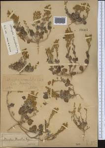 Atriplex crassifolia C. A. Mey., Middle Asia, Muyunkumy, Balkhash & Betpak-Dala (M9) (Kazakhstan)