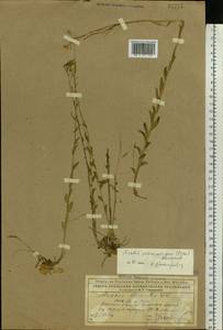 Arabis planisiliqua (Pers.) Rchb., Eastern Europe, Northern region (E1) (Russia)