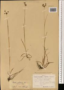 Luzula pallescens Sw., Mongolia (MONG) (Mongolia)