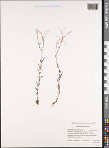 Epilobium palustre L., Siberia, Baikal & Transbaikal region (S4) (Russia)