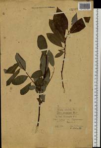 Salix jenisseensis (Fr. Schmidt) B. Floder., Siberia, Western Siberia (S1) (Russia)
