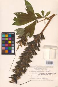 Lupinus polyphyllus Lindl., Eastern Europe, Central region (E4) (Russia)