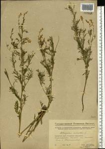 Astragalus sulcatus L., Eastern Europe, Eastern region (E10) (Russia)