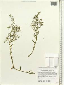 Thesium saxatile Turcz., Siberia, Baikal & Transbaikal region (S4) (Russia)