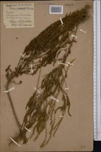 Sedobassia sedoides (Pall.) Freitag & G.Kadereit, Middle Asia, Northern & Central Kazakhstan (M10) (Kazakhstan)