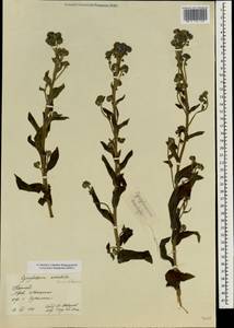 Cynoglossum amabile Stapf & Drumm., South Asia, South Asia (Asia outside ex-Soviet states and Mongolia) (ASIA) (China)