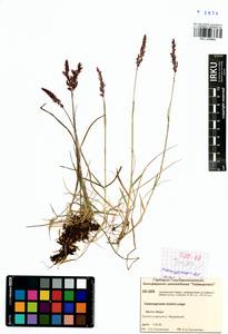 Calamagrostis holmii Lange, Siberia, Central Siberia (S3) (Russia)