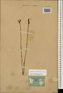 Campanula rapunculus subsp. lambertiana (A.DC.) Rech.f., Caucasus, Dagestan (K2) (Russia)