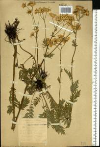 Tanacetum corymbosum subsp. corymbosum, Eastern Europe, Eastern region (E10) (Russia)