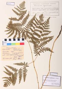 Pteridium aquilinum (L.) Kuhn, Siberia, Altai & Sayany Mountains (S2) (Russia)