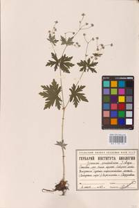 Geranium pseudosibiricum J. Mayer, Eastern Europe, Eastern region (E10) (Russia)