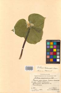 Trillium tschonoskii Maxim., Siberia, Russian Far East (S6) (Russia)