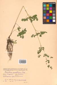 Thalictrum sparsiflorum Turcz. ex Fisch. & C. A. Mey., Siberia, Russian Far East (S6) (Russia)