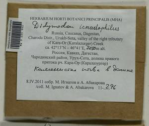 Didymodon icmadophilus (Schimp. ex Müll. Hal.) K. Saito, Bryophytes, Bryophytes - North Caucasus & Ciscaucasia (B12) (Russia)