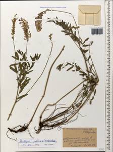 Onobrychis petraea (Willd.)Fisch., Caucasus, Stavropol Krai, Karachay-Cherkessia & Kabardino-Balkaria (K1b) (Russia)