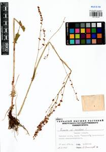 Rumex acetosa L., Siberia, Western Siberia (S1) (Russia)