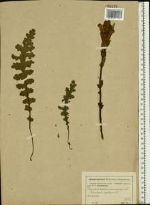 Pedicularis sceptrum-carolinum, Eastern Europe, Moscow region (E4a) (Russia)