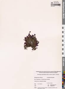 Saxifraga oppositifolia subsp. ajanica (Sipliv.) Vorosch., Siberia, Chukotka & Kamchatka (S7) (Russia)