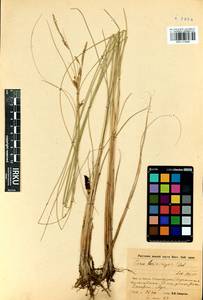 Carex lasiocarpa Ehrh., Siberia, Baikal & Transbaikal region (S4) (Russia)