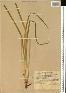 Iris lactea Pall., Siberia, Altai & Sayany Mountains (S2) (Russia)