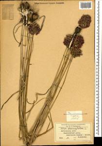 Allium sphaerocephalon L., Caucasus, Dagestan (K2) (Russia)