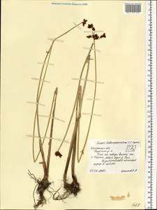 Schoenoplectus tabernaemontani (C.C.Gmel.) Palla, Eastern Europe, Central region (E4) (Russia)