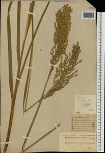 Glyceria maxima (Hartm.) Holmb., Eastern Europe, Central forest region (E5) (Russia)