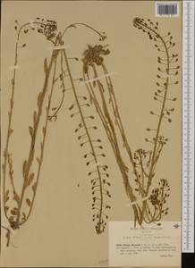 Mummenhoffia alliacea (L.) Esmailbegi & Al-Shehbaz, Western Europe (EUR) (Italy)