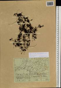 Ranunculus trichophyllus Chaix, Siberia, Russian Far East (S6) (Russia)