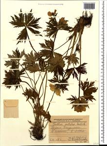 Trollius ranunculinus (Sm.) Stearn, Caucasus, Georgia (K4) (Georgia)