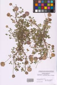 Trifolium fragiferum L., Eastern Europe, Middle Volga region (E8) (Russia)