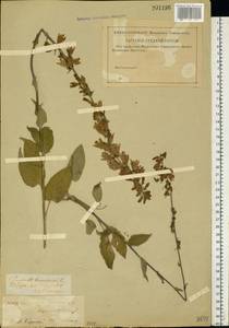 Campanula bononiensis L., Eastern Europe, North-Western region (E2) (Russia)