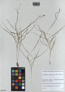 Cleistogenes squarrosa (Trin.) Keng, Siberia, Altai & Sayany Mountains (S2) (Russia)