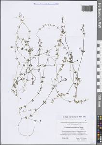 Galium saxatile L., Eastern Europe, North-Western region (E2) (Russia)