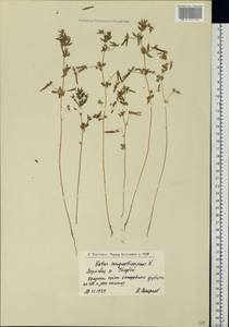 Lotus angustissimus L., Eastern Europe, Lower Volga region (E9) (Russia)