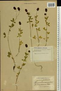 Trifolium spadiceum L., Eastern Europe, Latvia (E2b) (Latvia)