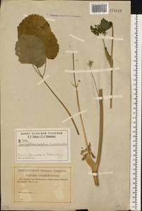 Laserpitium latifolium L., Eastern Europe, Central region (E4) (Russia)