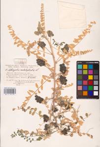 Astragalus contortuplicatus L., Eastern Europe, Lower Volga region (E9) (Russia)