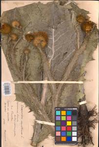 Onopordum acanthium L., Eastern Europe, Central forest-and-steppe region (E6) (Russia)