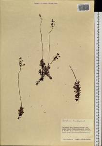 Saxifraga bronchialis L., Siberia, Russian Far East (S6) (Russia)