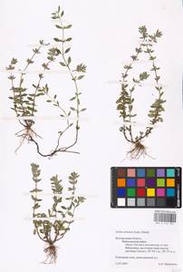 MHA 0 156 562, Clinopodium acinos (L.) Kuntze, Eastern Europe, Central forest-and-steppe region (E6) (Russia)