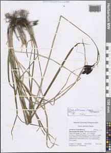 Carex aterrima Hoppe, Siberia, Central Siberia (S3) (Russia)