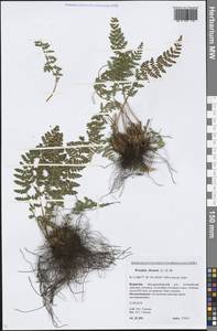 Woodsia ilvensis (L.) R. Br., Siberia, Baikal & Transbaikal region (S4) (Russia)